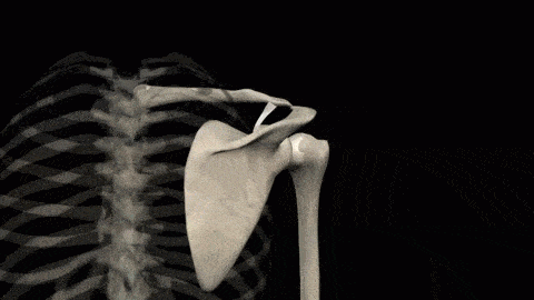 Shoulder Blade