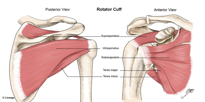 Rotator Cuff