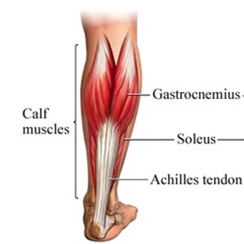 Achilles Tendon